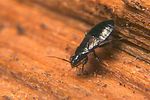 anthocoridae-xylocoris-cursitans-foto-koehler