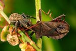 coreidae-coreus-marginatus-spider-foto-erezuma