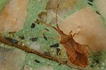 coreidae-haploprocta-sulcicornis-foto-jacinto