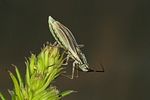 miridae-acetropis-carinata-foto-deckert