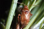 miridae-alloeotomus-gothicus-foto-guenther