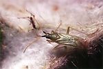 miridae-macrolophus-glaucescens-foto-guenther