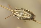 pentatomidae-aelia-acuminata-foto-jacinto