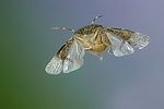 pentatomidae-rhaphigaster-nebulosa-flight-foto-jschmidt