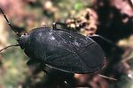 rhyparochromidae-aellopus-atratus-foto-guenther