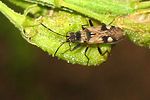 rhyparochromidae-beosus-maritimus-foto-wmueller