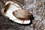 rhyparochromidae-emblethis-griseus-foto-guenther