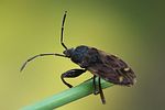 rhyparochromidae-eremocoris-plebejus-foto-wmueller