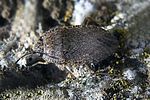 rhyparochromidae-gonianotus-marginepunctatus-cf-foto-martinez