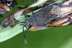 rhyparochromidae-peritrechus-angusticollis-foto-braeu