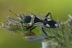 rhyparochromidae-raglius-confusus-foto-auer