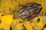 scutelleridae-odontotarsus-purpureolineatus-foto-jas