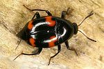 scaphidium-quadrimaculatum-foto-dvorak