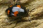 scaphidium-quadrimaculatum-foto-faasen