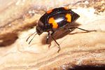 scaphidium-quadrimaculatum-foto-koehler