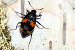 scaphidium-quadrimaculatum-foto-lauterbach