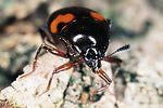 scaphidium-quadrimaculatum-foto-polacek