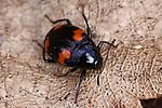 scaphidium-quadrimaculatum-foto-rydzi