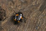 scaphidium-quadrimaculatum-foto-swadzba
