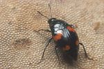 scaphidium-quadrimaculatum2-foto-koehler
