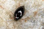 scaphisoma-agaricinum-foto-altmann