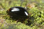 scaphisoma-agaricinum-foto-faasen