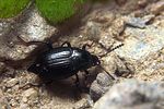 scaphium-immaculatum-foto-koehler