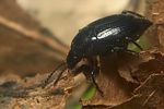 scaphium-immaculatum2-foto-koehler