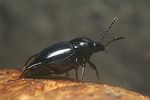 scaphium-immaculatum3-foto-koehler