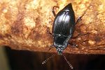 scaphium-immaculatum4-foto-koehler
