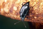 scaphium-immaculatum6-foto-koehler