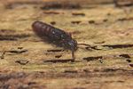 thoracophorus-corticinus-foto-koehler