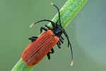 Platycis-minutus-foto-swadzba