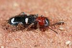 allonyx-quadrimaculatus-foto-koehler