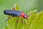 ancistronycha-abdominalis-female-foto-rindlisbacher