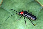 ancistronycha-abdominalis-foto-bense