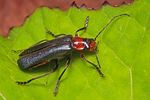 ancistronycha-abdominalis-foto-koehler