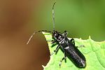 ancistronycha-abdominalis-foto-krejcik