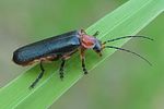 ancistronycha-abdominalis-foto-wmueller