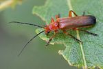 ancistronycha-erichsonii-foto-roessler
