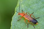 ancistronycha-erichsonii2-foto-roessler