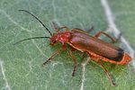 ancistronycha-erichsonii3-foto-roessler