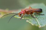 ancistronycha-erichsonii4-foto-roessler