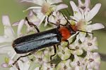 ancistronycha-occipitalis-foto-koehler