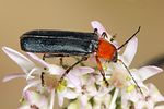 ancistronycha-occipitalis3-foto-koehler