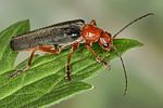 ancystronycha-tigurina2-foto-koehler