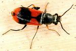 anthocomus-equestris3-foto-dvorak