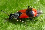 anthocomus-equestris5-foto-polacek