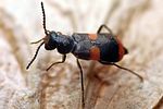 anthocomus-fasciatus-foto-weisenboehler