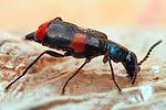 anthocomus-fasciatus2-foto-weisenboehler